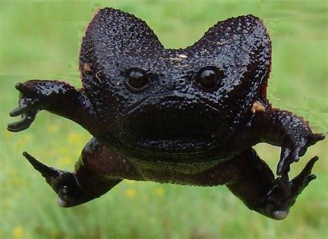 714 best images about Frogs/Toads/Creepy Crawlys on Pinterest | White ...