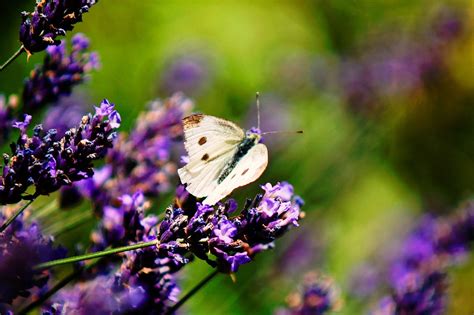 Butterfly Meadow Lavender - Free photo on Pixabay - Pixabay