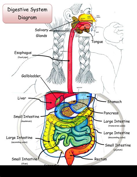 Cat Digestive System Diagram