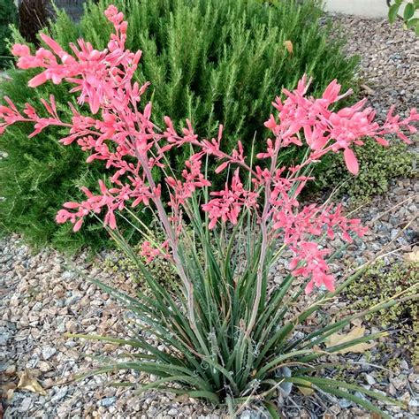 Red Yucca Little Giant Plants for Sale | FastGrowingTrees.com