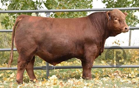 Red Simmentals - Lazy S Ranch