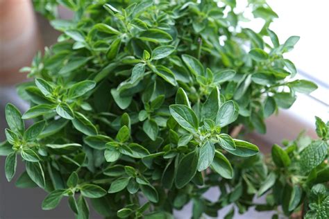 Oregano: Planting, Growing, and Harvesting Oregano Plants | The Old ...