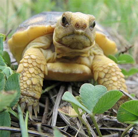 Grumpy baby gopher tortoise | We love this image and affecti… | Flickr