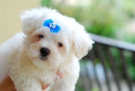 5 Tiny Dog Breeds That Stay Small (#4 Looks Like a Cute Little Monkey!)