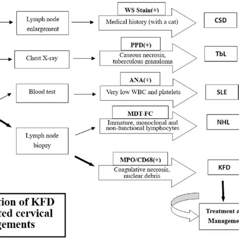 A comparison of KFD with some lymphadenitis diseases | Download ...