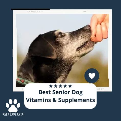 The 10 Best Senior Dog Vitamins & Supplements of 2023