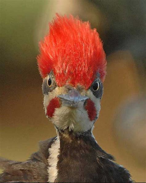 Birdinginc: The Pileated Woodpecker