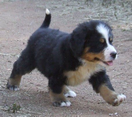 Bernese Mountain Dog German Shepherd Mix | Dog German Shepherds