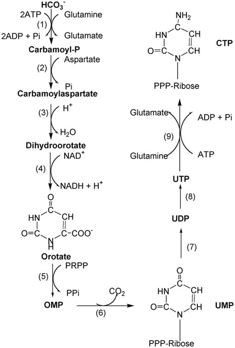 Purine Synthesis Salvage Pathway