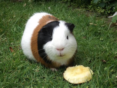 File:Guinea Pig eating apple.JPG - Wikimedia Commons