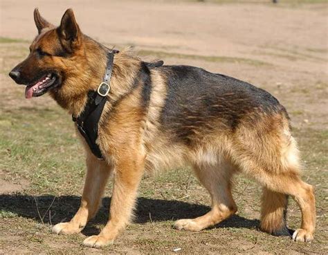 German Shepherd Padded Leather Dog Harness for walking : German Shepherd Breed: Dog harnesses ...