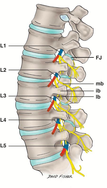 Lumbar Nerve Root Patterns