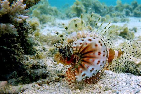 Zebra Turkeyfish: The Deadly Sea Fish - Ocean Info