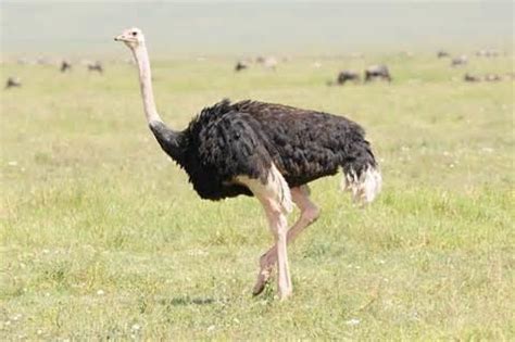 Arabian ostrich - Alchetron, The Free Social Encyclopedia