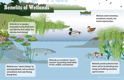 Climate Change - Tip of the Mitt Watershed Council