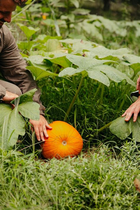 Our 2023 Backyard Pumpkin Patch — Probably This