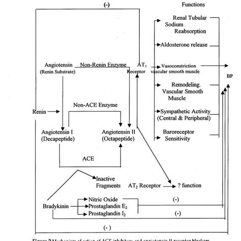 Mechanism of action of ACE inhibitors and angiotensin II receptor... | Download Scientific Diagram