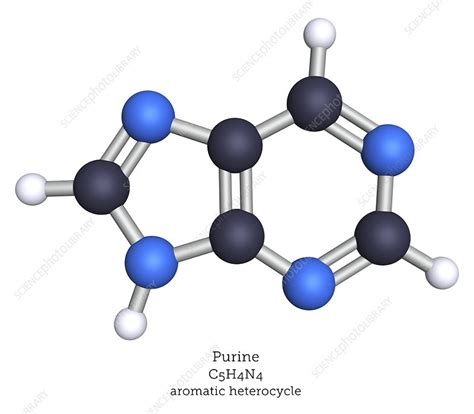 Purine Structure