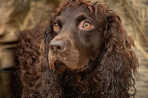 33+ Boykin Spaniel Puppies Available Image - Codepromos