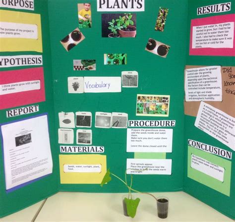 Plants | Science projects, Science fair, Science fair projects