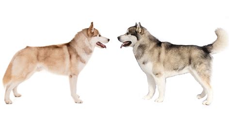 Whats The Difference Between A Husky And A Malamute