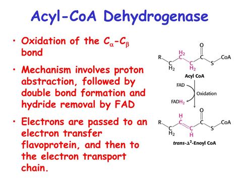 PPT - Fatty acid Catabolism ( b -oxidation) PowerPoint Presentation - ID:735945