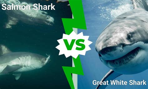 Salmon Shark vs. Great White Shark: 3 Differences & Who Wins in a Fight ...