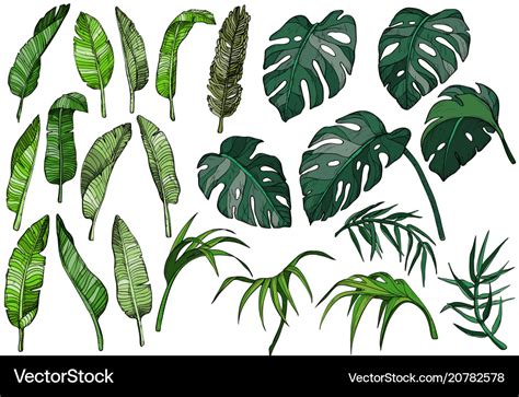 Tropical palm leaves set jungle plants Royalty Free Vector