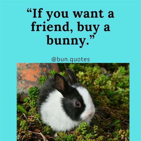 funny bunny quotes | Bunny quotes, Funny bunnies, Funny