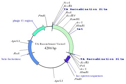 TA Cloning