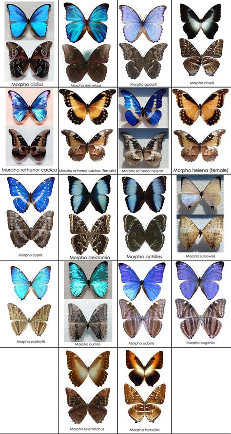 Blue Morpho Butterfly Chart | Butterfly species, Morpho butterfly, Blue morpho butterfly