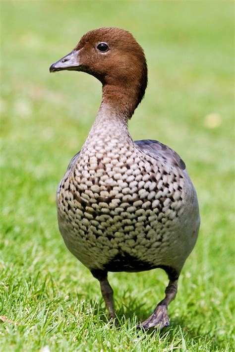 Australian Wood Duck [ Male ], Maned Duck or Maned Goose (Chenonetta jubata) is a dabbling duck ...