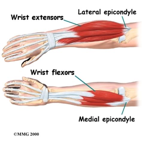 Wrist Flexion And Extension Muscles