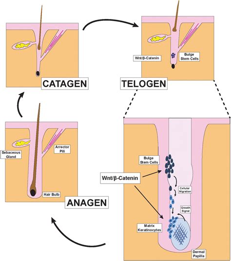 Hair Follicle structures and phases of the hair cycle. Illustration... | Download Scientific Diagram