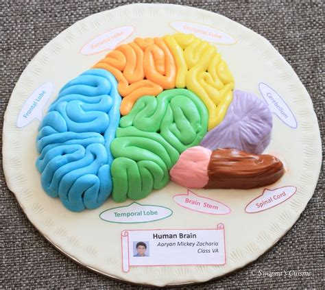 Model of Human Brain with Fondant | Human brain, Human body projects, Brain models