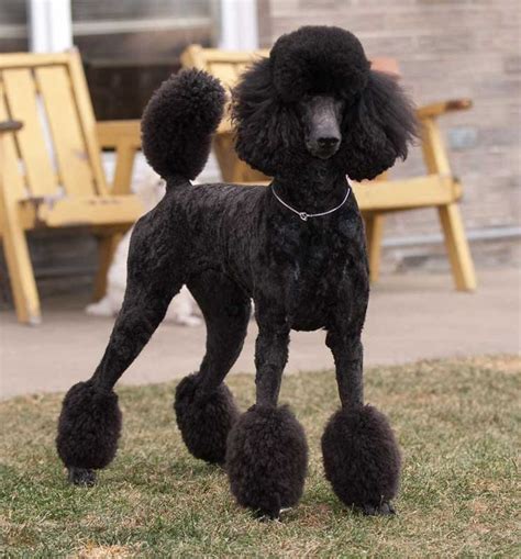 standard poodle | Standard Poodle, Miami Clip | Beautiful Dogs ...