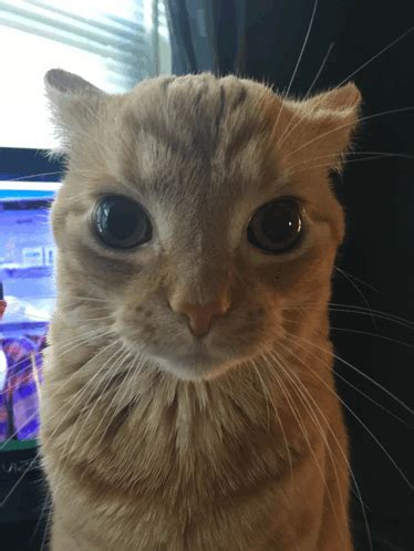 Cat Stare Thousand Yard Stare Meme - Cat stare Thousand yard stare ...