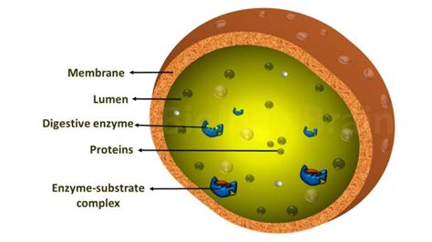 Lysosome Structure