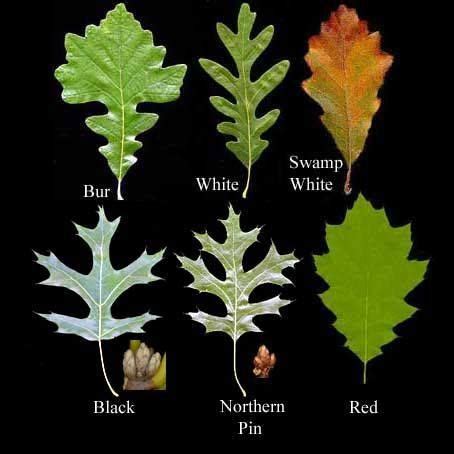 Tree leaf identification, Tree identification, Oak tree bark