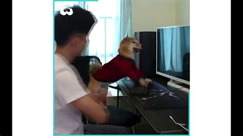 Dog playing the computer game - YouTube