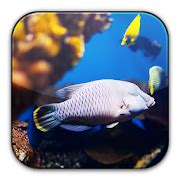 aquarium live wallpaper free koi fish wallpaper 1.0 Android APK Free Download – APKTurbo
