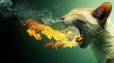 4K Fire Wallpapers High Quality | Download Free