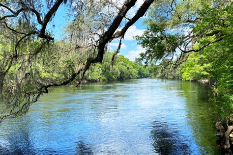 Suwannee River State Park Trails, Live Oak Florida — SOUTH OF SEEDS