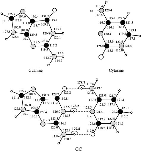 Hydrogen Bonding In Dnapairs