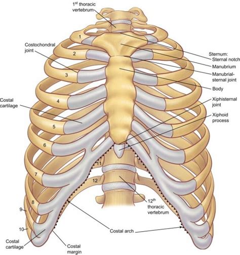 Image result for ribs labeled | Human body anatomy, Body anatomy, Human ribs