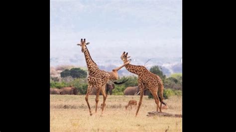 Giraffes in Tsavo kick each other during heated fight. Pics surface on ...