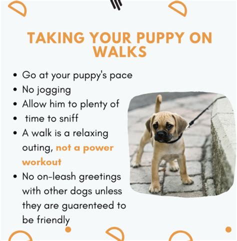 Basic Puppy Training - Tips, Tricks and Techniques - SpiritDog Training