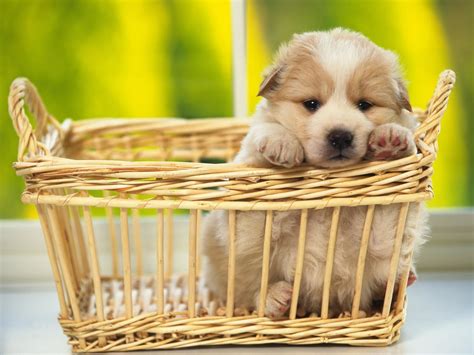 Puppy Wallpapers And Screensavers (42+ images)