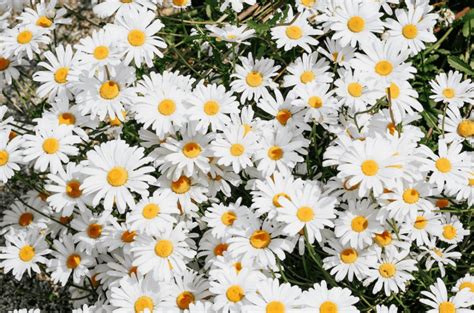 Are Daisies Weeds? A Guide to Understand Daisy Plant Types