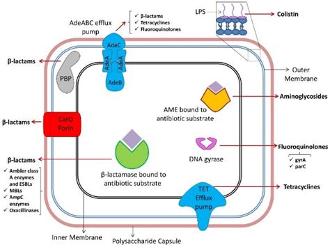 Diagram of various resistance mechanisms of Acinetobacter baumannii to ...